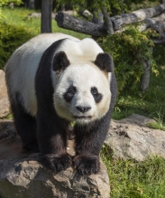 panda beauval