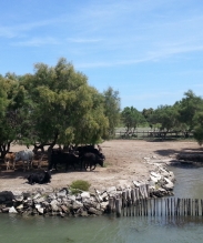 Camargue